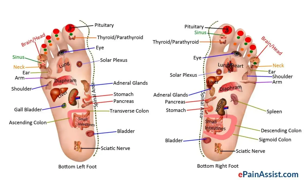 Cartes de r&eacute;flexologie plantaire montrant les zones correspondant aux organes g&eacute;nitaux, ainsi qu'&agrave; d'autres parties du corps.