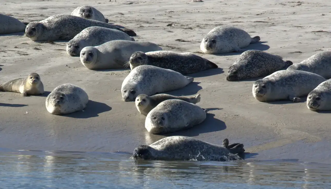 Une colonie de phoques se repose sur le sable de la Baie de Somme, un de ces lieux insolites où la nature règne.