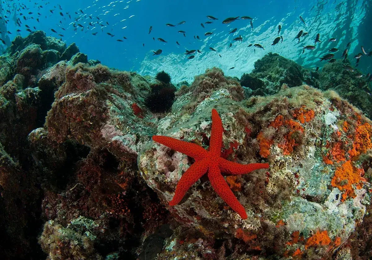 Estrella de mar roja sobre rocas cubiertas de algas y esponjas naranjas. Peces nadan en el azul del fondo marino Cabo de Gata.