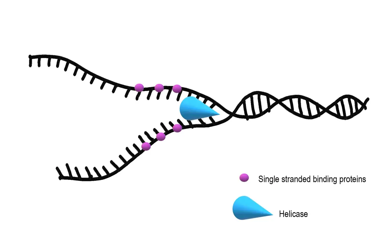 La helicasa abre la doble hélice de ADN, formando una burbuja de replicación. Proteínas de unión a cadena simple (púrpura) estabilizan las hebras separadas.