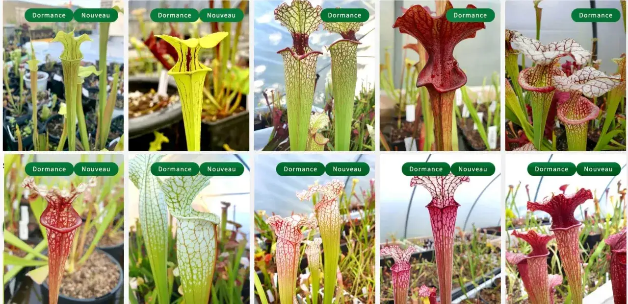 Collection de Sarracenia, plantes carnivores aux formes vari&eacute;es. Conseils pour le sarracenia entretien et la dormance.