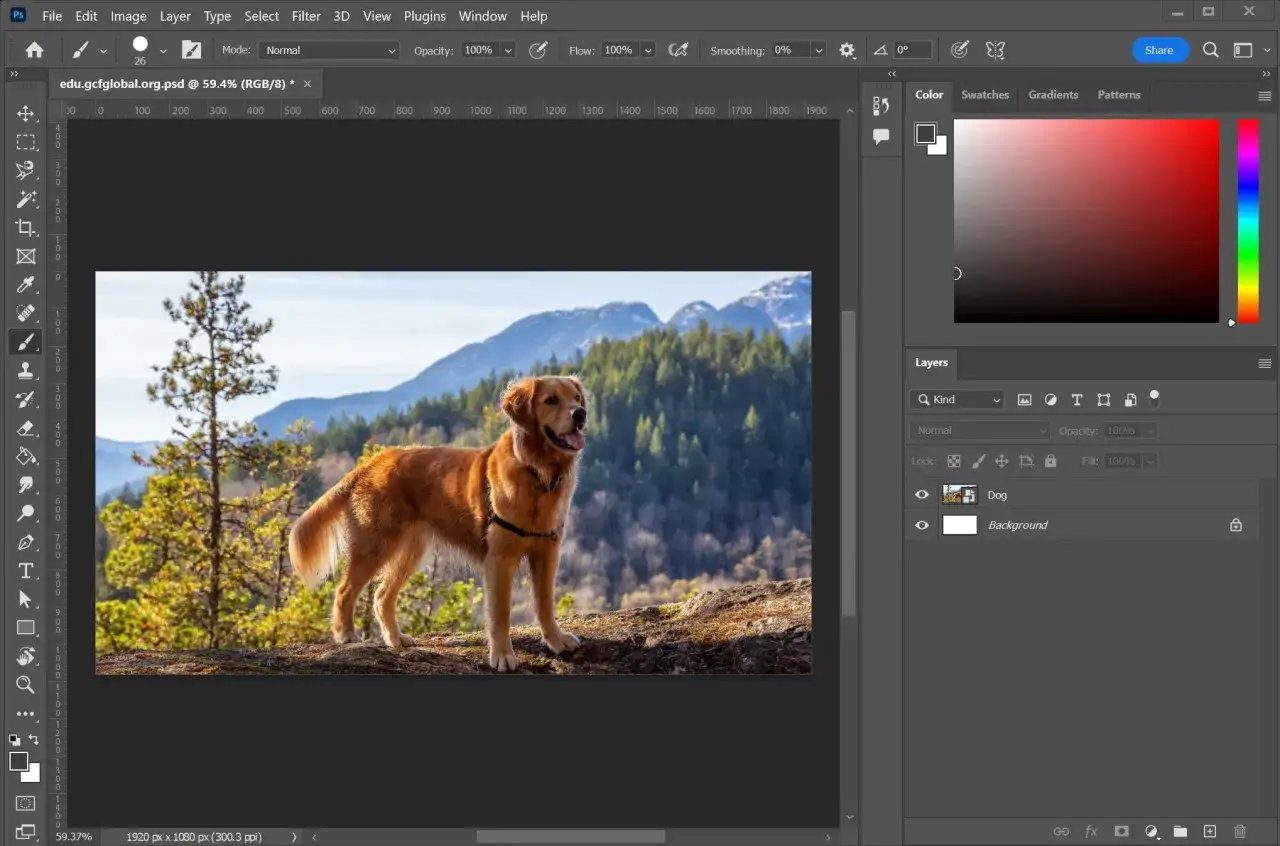 Nauka Photoshopa: złoty retriever na tle g&oacute;r i lasu, panel warstw i pr&oacute;bniki kolor&oacute;w otwarte.