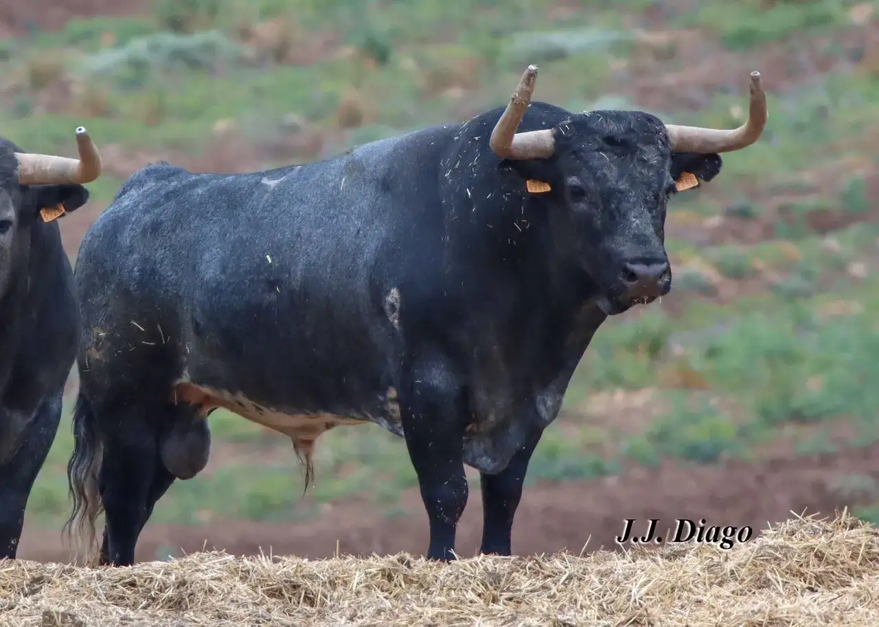 Toro negro imponente, s&iacute;mbolo de la ganader&iacute;a rehuelga, con cuernos curvos y mirada desafiante.