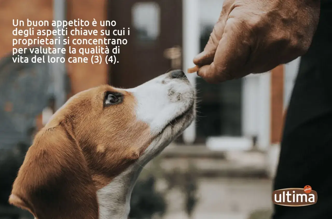 Un cane mangia poco ma sta bene, ricevendo un bocconcino da una mano. La sua attenzione è focalizzata sul cibo.