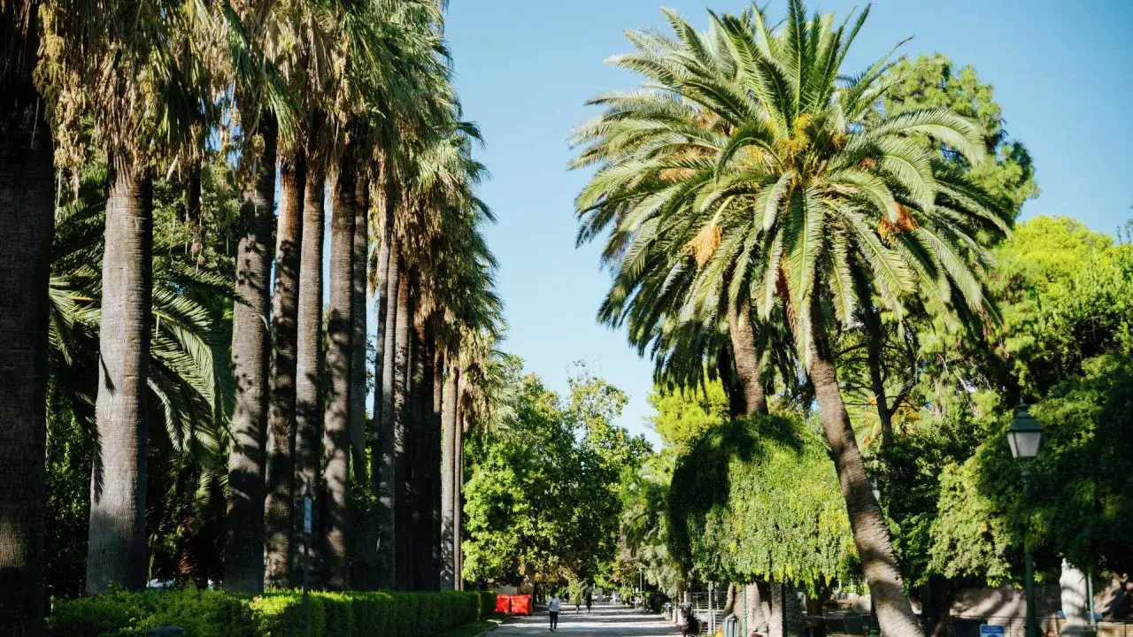 Un paseo por los viveros de Valencia, con altas palmeras y vegetaci&oacute;n exuberante bajo un cielo azul.