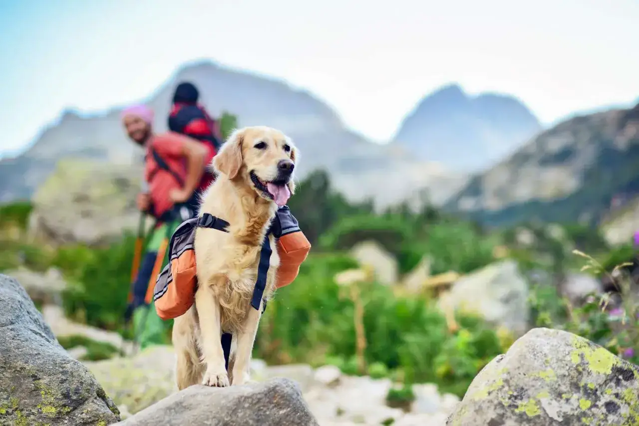 Un chien gardien de troupeau, pr&ecirc;t pour l'aventure, porte un sac &agrave; dos lors d'une randonn&eacute;e en montagne.