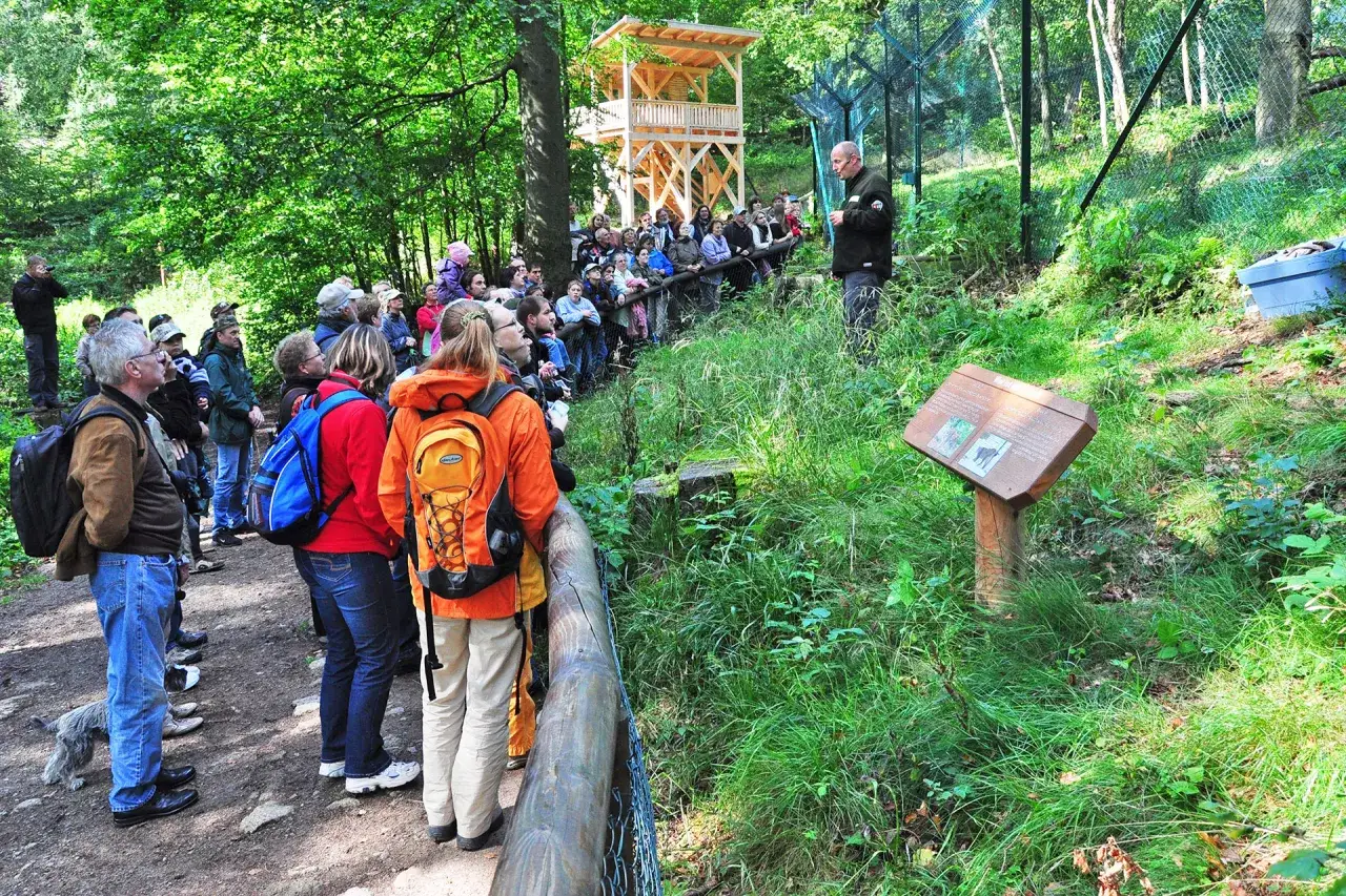 Luchs Schaugehege Harz F&uuml;tterung