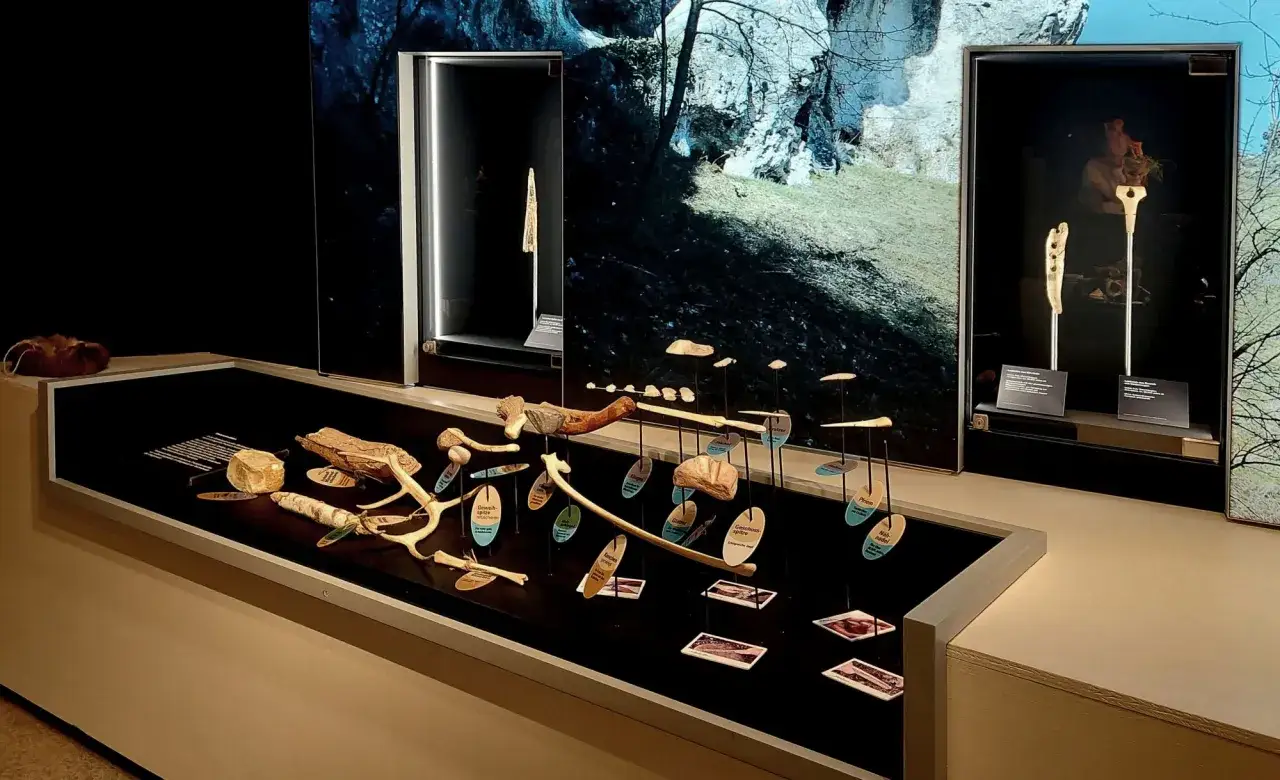 Wystawa w muzeum prehistorii prezentuje narzędzia z kości i kamienia, artefakty z epoki lodowcowej.
