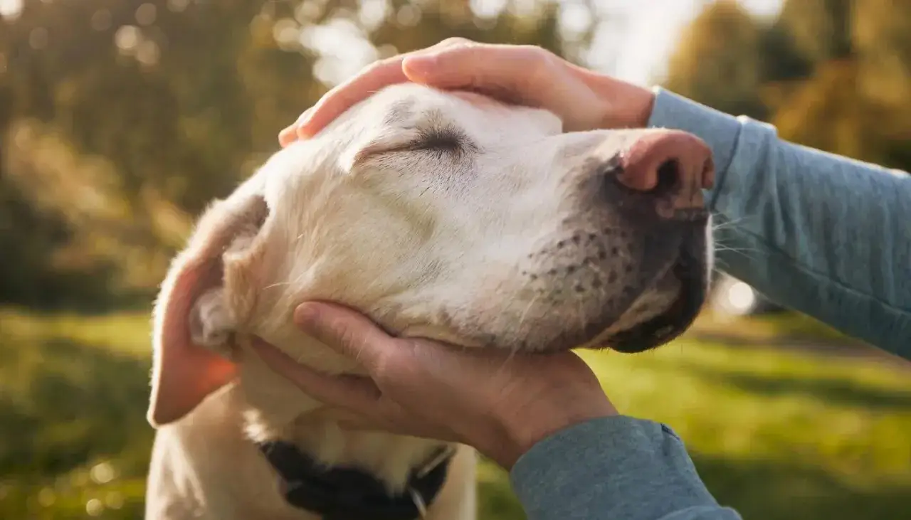 Douces mains caressant la tête d'un chien, un moment de complicité qui va au-delà du dressage chien.