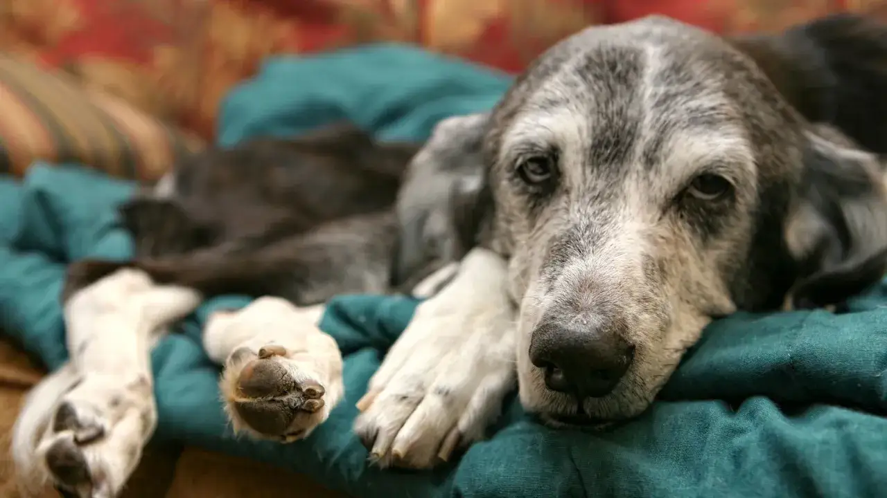 Un perro constipado, con su hocico gris y ojos tristes, descansa sobre una manta verde.