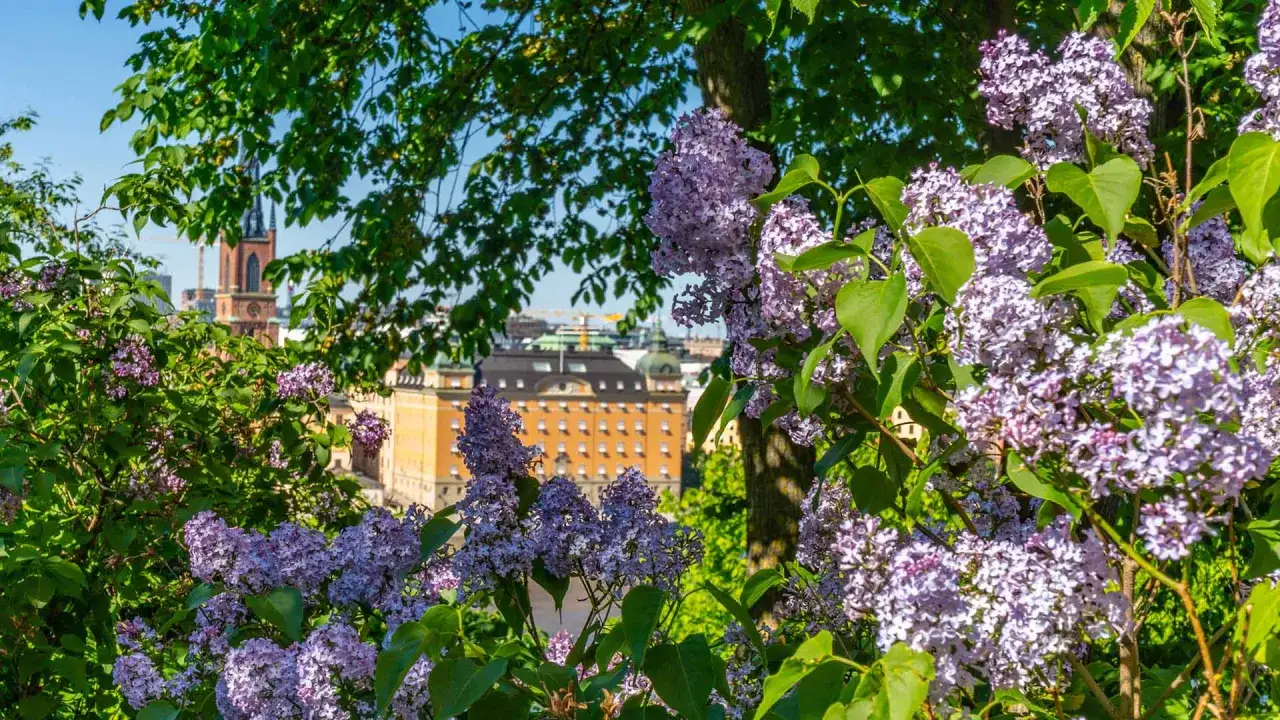 Vackra syrener blommar i f&ouml;rgrunden med en stadssilhuett i bakgrunden.