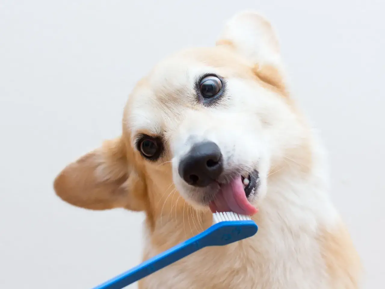 A corgi dog licks a blue toothbrush, showing a playful approach to learning how to brush dog teeth.