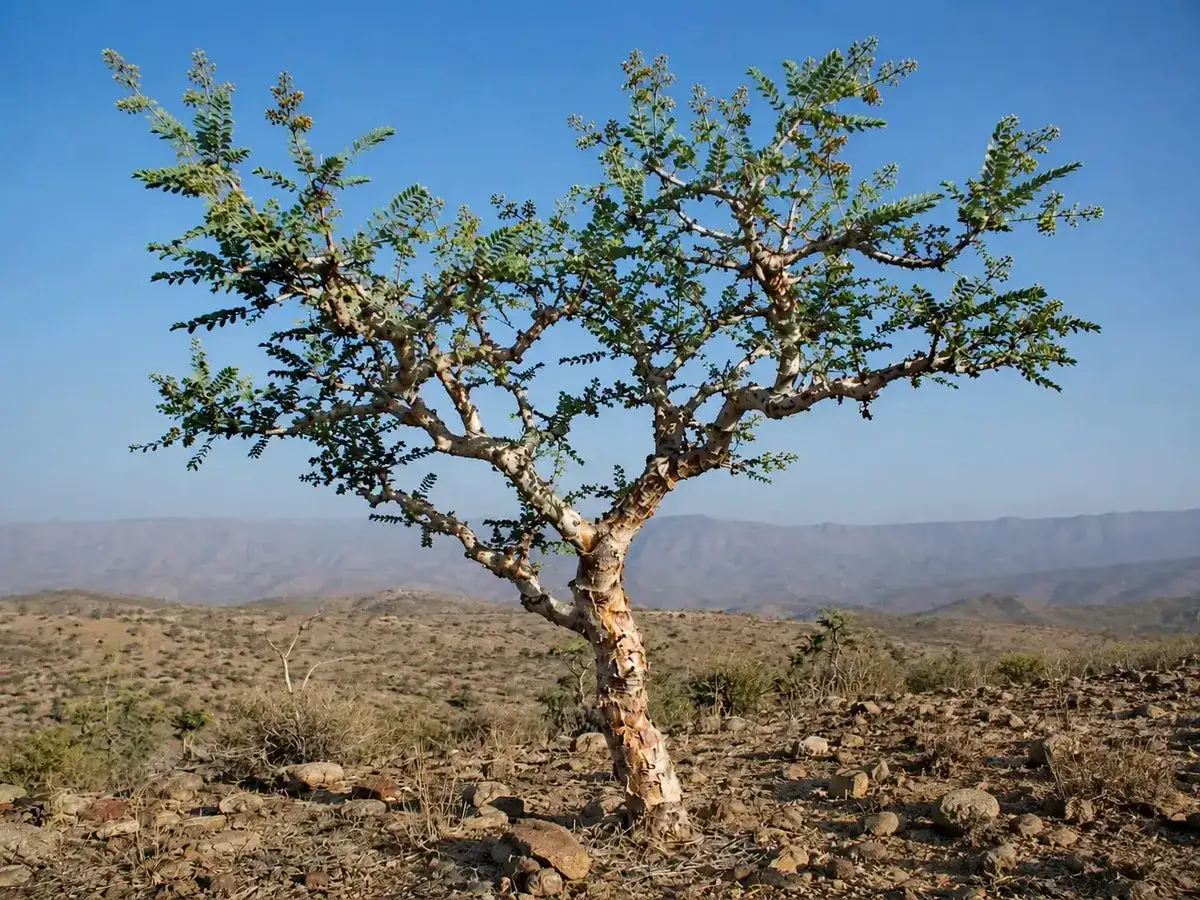 Ein Weihrauchbaum in trockener Landschaft. Seine Harz-Wirkung ist seit Jahrtausenden bekannt.