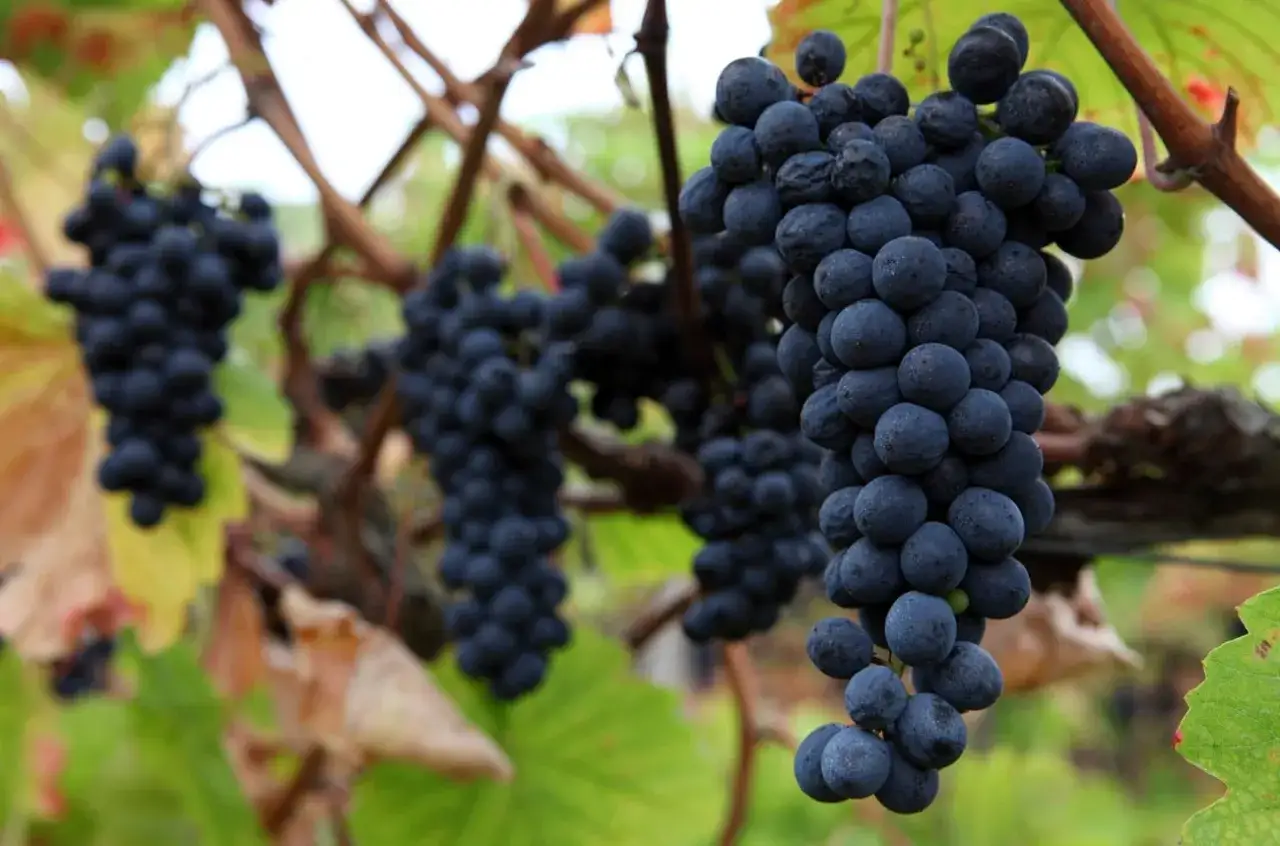 Reife Trauben der Sorte Touriga Nacional h&auml;ngen an einem Rebstock.