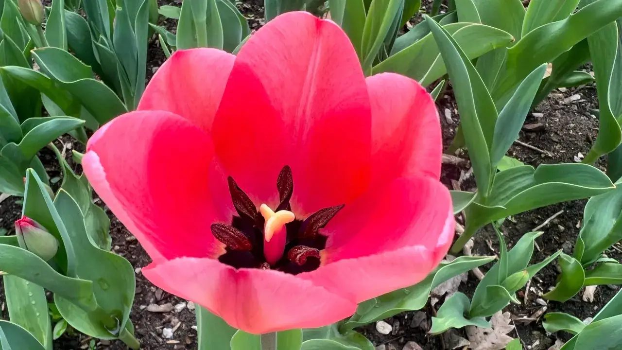 Intensywnie różowy, otwarty tulipan botaniczny z ciemnymi pręcikami i żółtym słupkiem, otoczony zielonymi liśćmi.