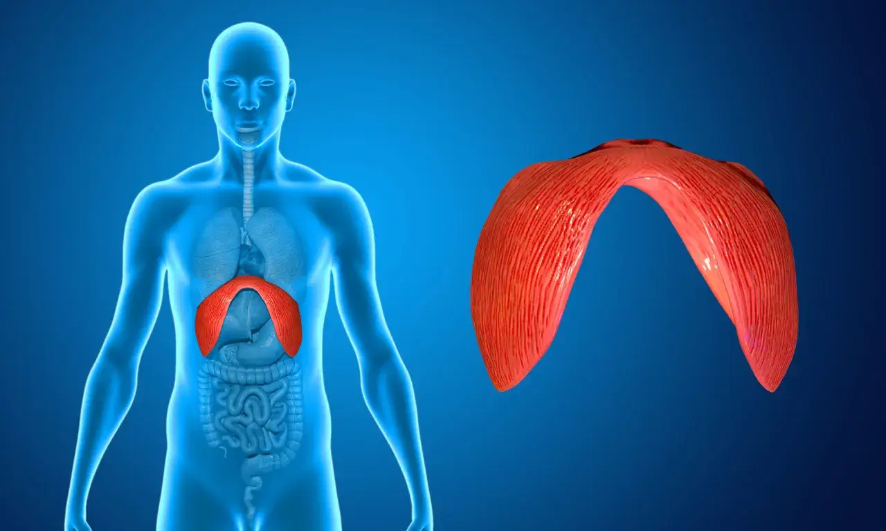 Anatomia człowieka z uwydatnioną czerwoną przeponą. Widoczne odnogi przepony, kluczowe dla oddychania.