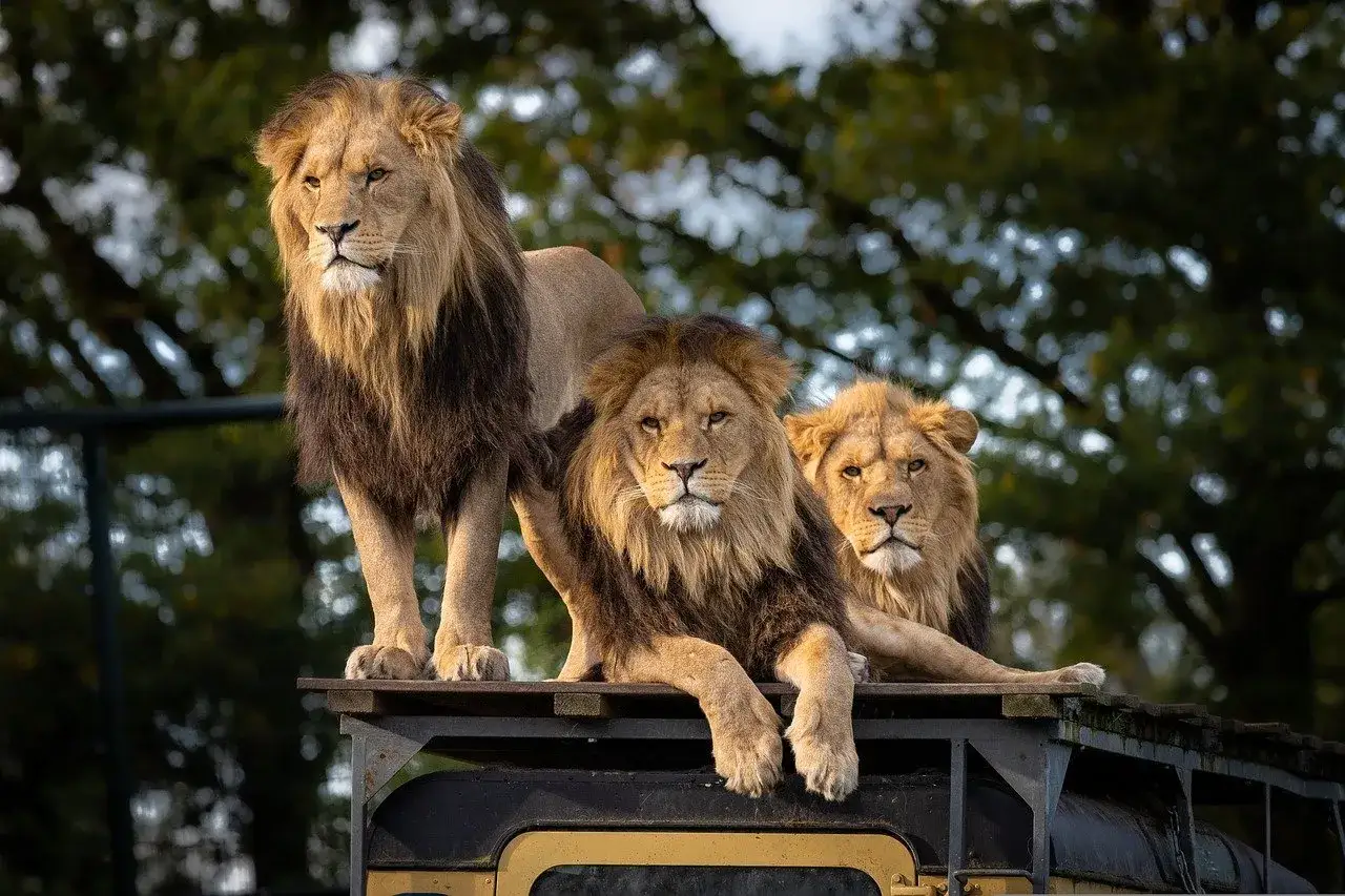 Trzy lwy na platformie, jedna z atrakcji Dvůr Králové. Królewskie spojrzenie i majestatyczne grzywy.