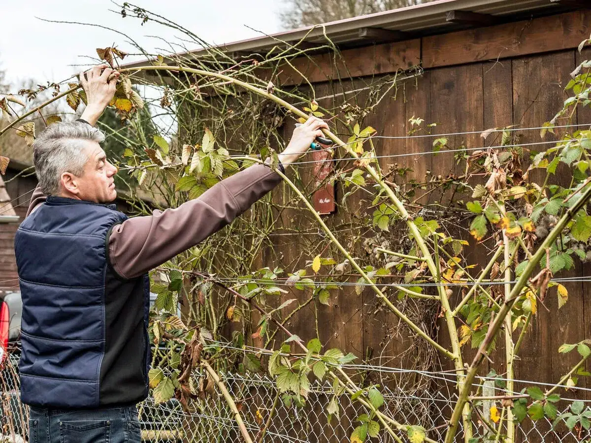 Mann schneidet Brombeerstr&auml;ucher zur&uuml;ck, um sie f&uuml;r das Brombeeren pflanzen im Fr&uuml;hjahr vorzubereiten.