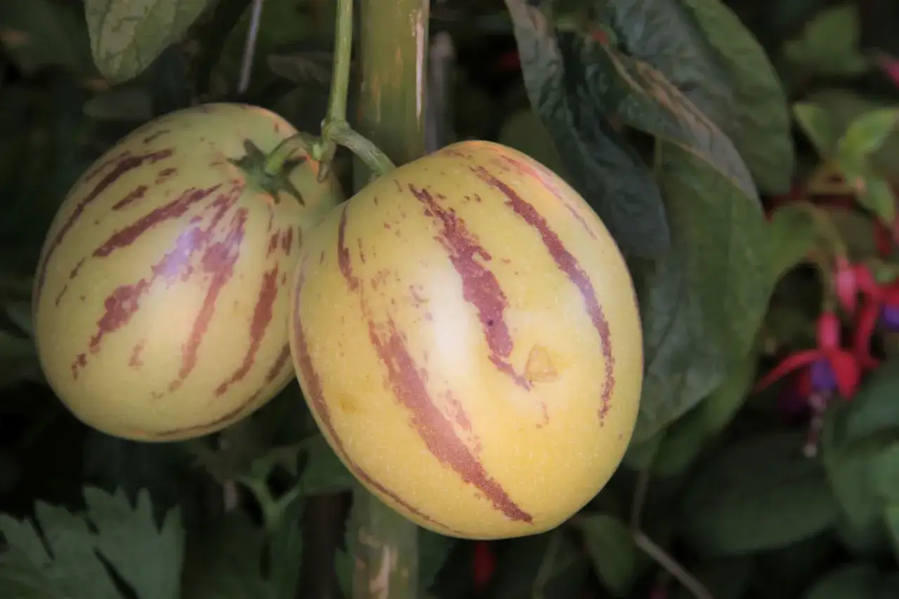 Zwei gestreifte Melonenbirnen hängen an einem Ast. Vorsicht, die Melonenbirne ist giftig!