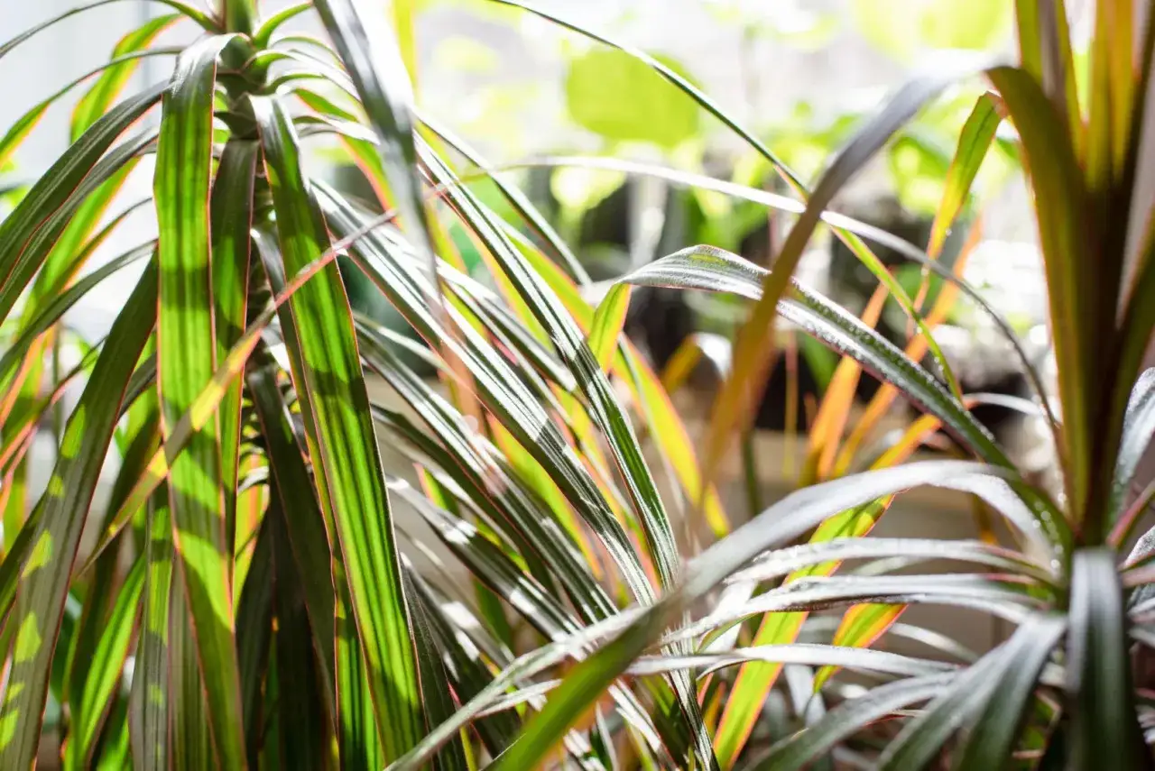 Dracena jak dbać? Zielone liście z czerwonymi brzegami, w świetle słonecznym.