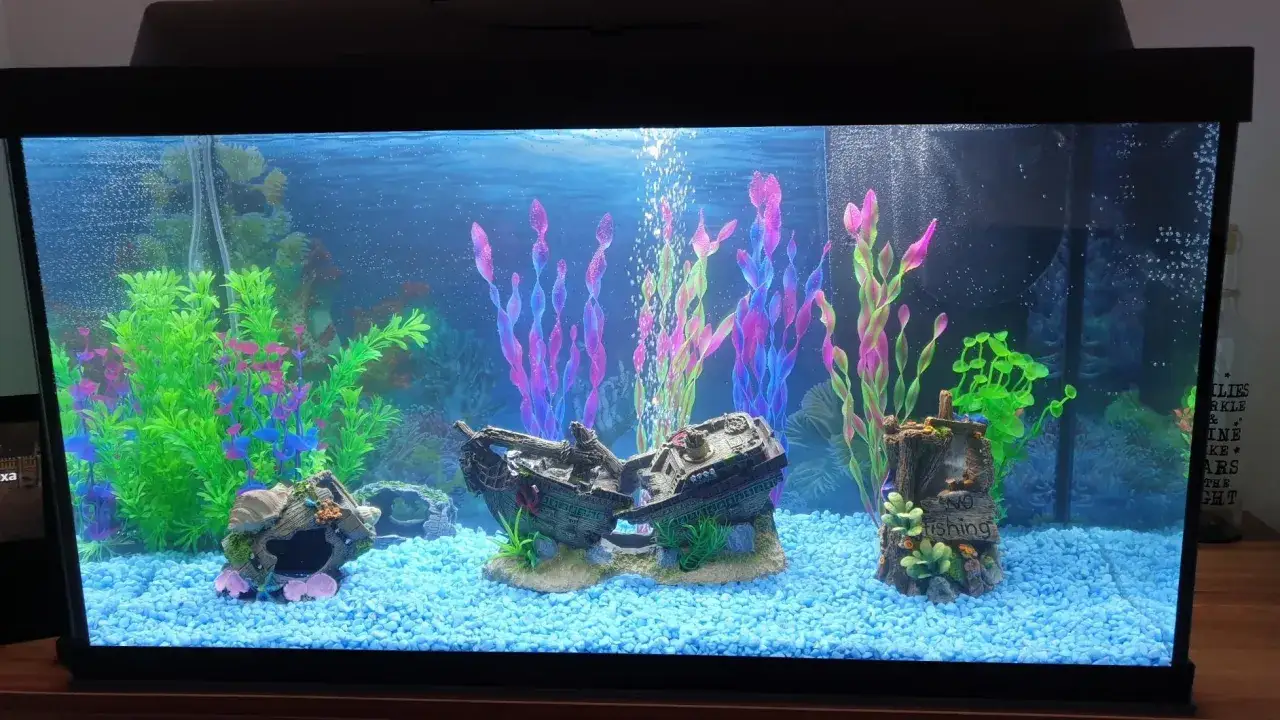 Akvarium med bl&aring;tt grus, f&auml;rgglada v&auml;xter och vrakdelar. En bottenlevande fisk kan g&ouml;mma sig i vraket.