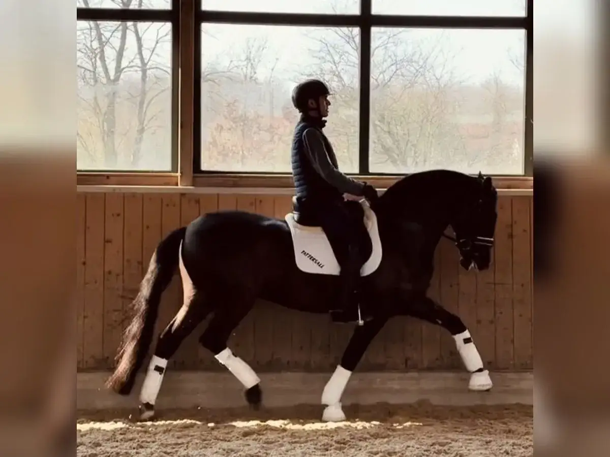 Un magnifique cheval lusitanien noir, sell&eacute; et mont&eacute; par un cavalier, &eacute;volue dans une carri&egrave;re.