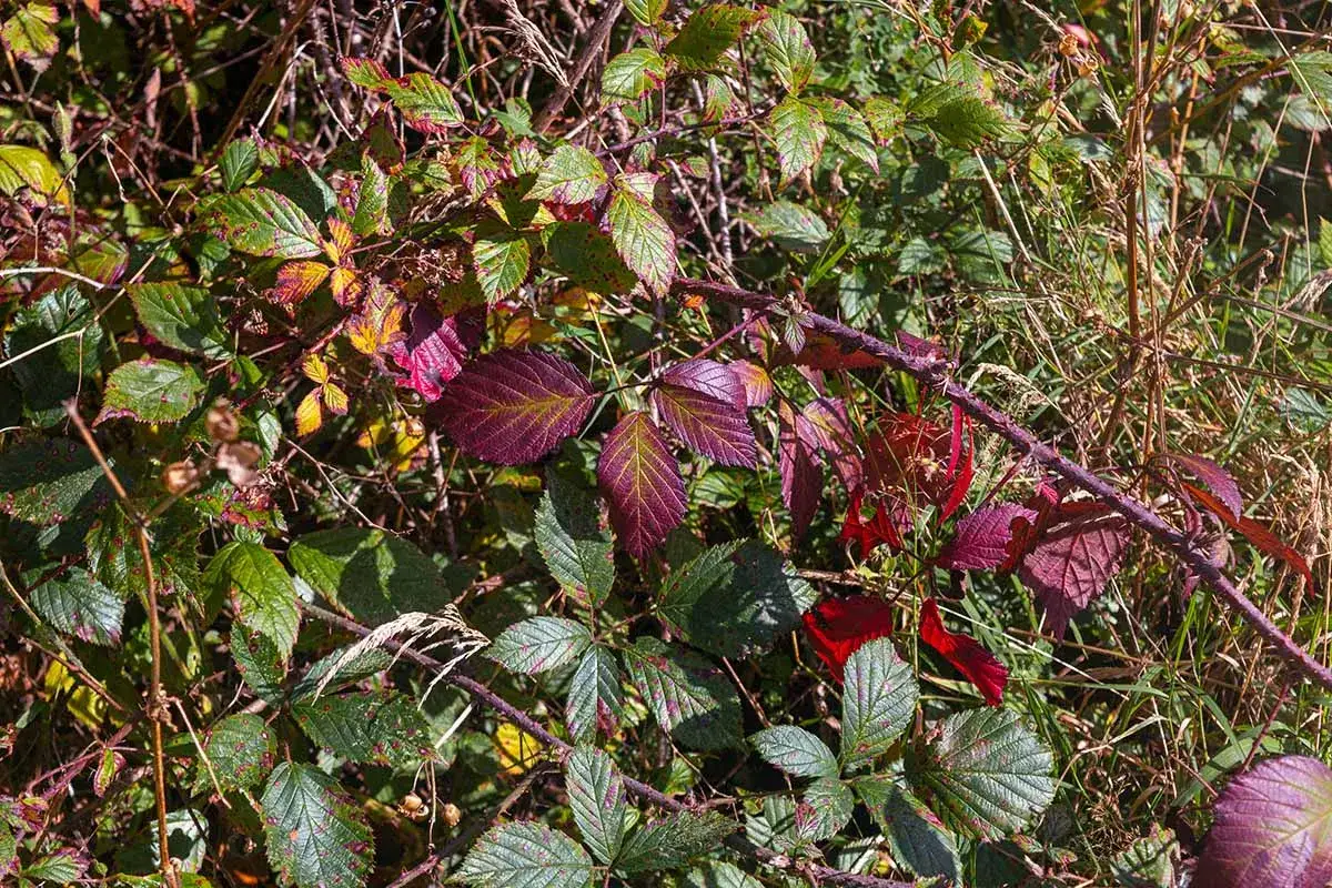 Feuilles de ronce herbe, vertes et pourpres, parsemées de taches rouges, se mêlant à l'herbe sèche sous le soleil d'automne.