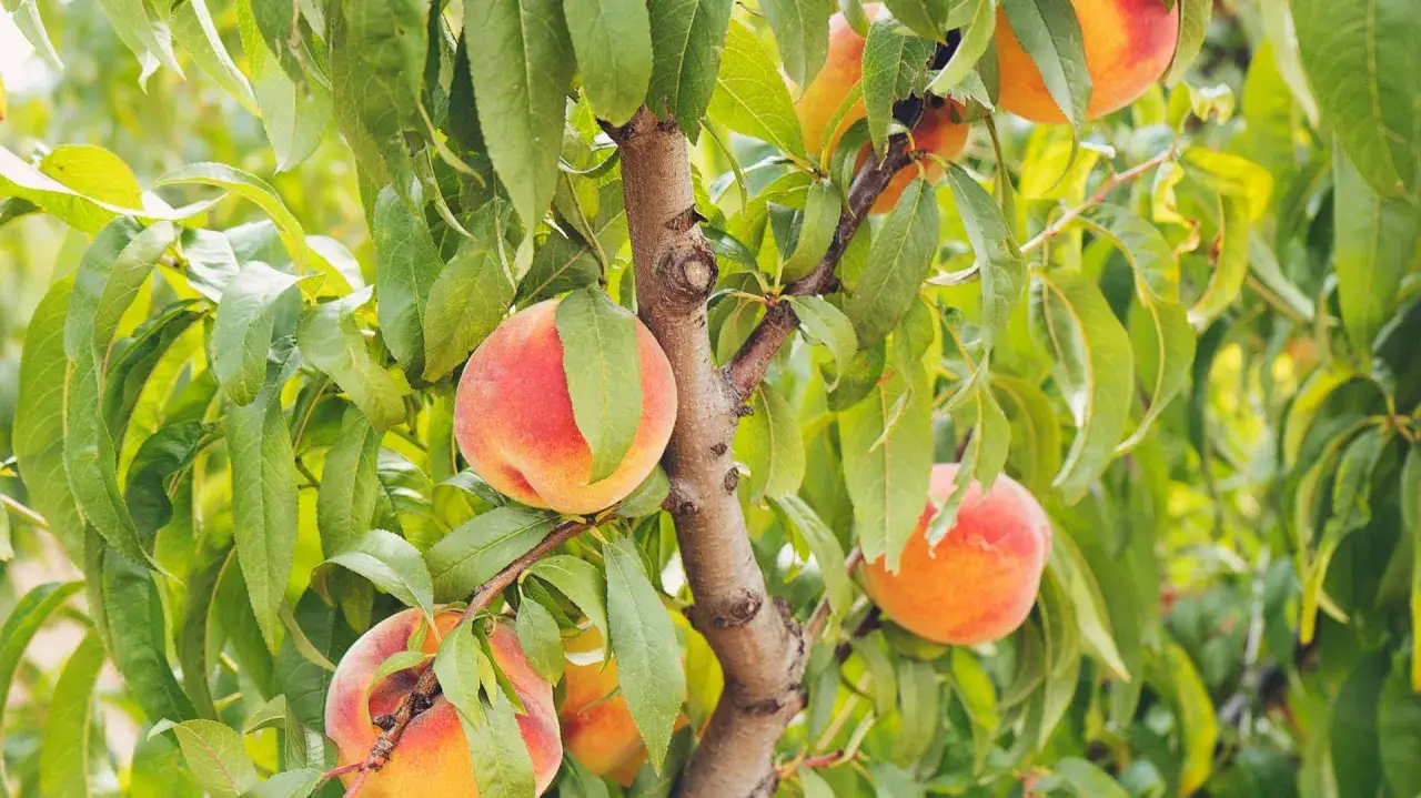 Reife Pfirsiche h&auml;ngen saftig an einem Baum. Die leuchtenden Farben verraten, wann sind Pfirsiche reif f&uuml;r die Ernte.