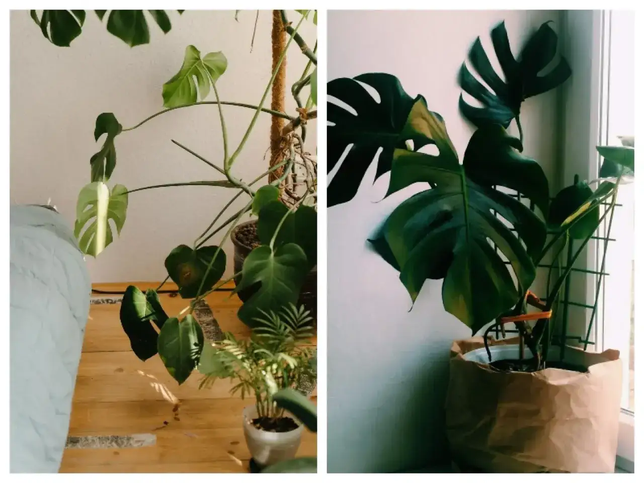 Monstera deliciosa w doniczce, gotowa do przesadzania. Duże, zielone liście z charakterystycznymi nacięciami.