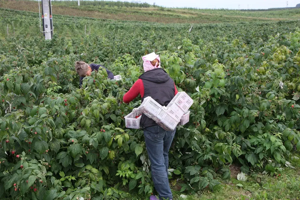 Zbiory malin jesiennych w pełni. Dwie kobiety zbierają owoce do koszyków, otoczone gęstymi krzewami.