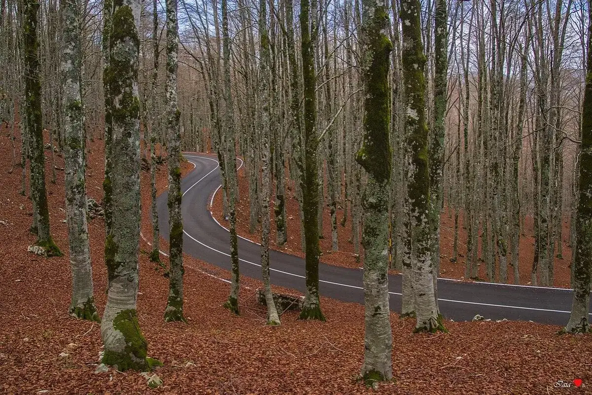 Strada tortuosa nel bosco di faggi, con foglie autunnali rosse a terra. Il passo Forca d'Acero è avvolto da un'atmosfera magica.
