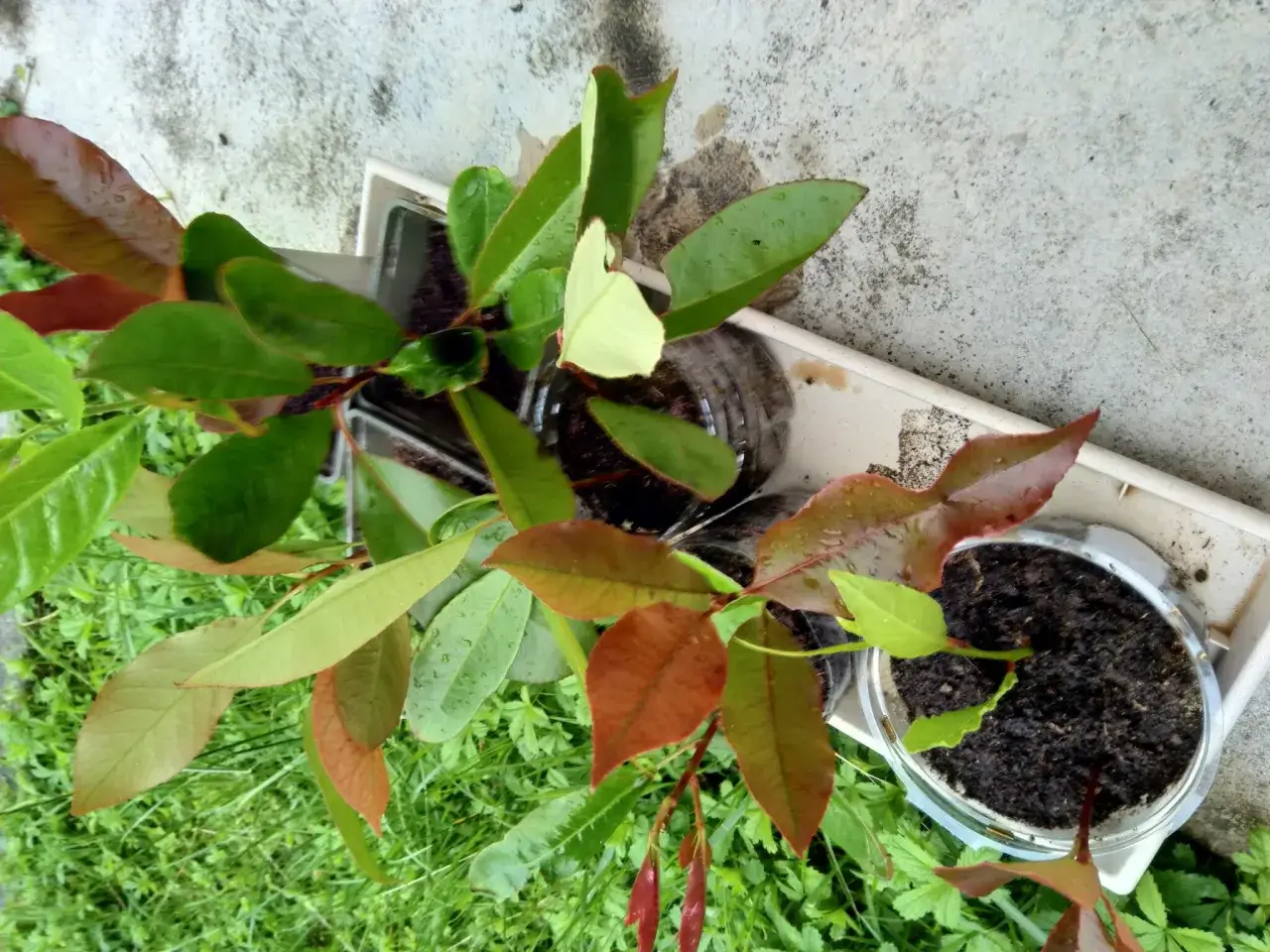 Plusieurs boutures de laurier cerise enracinées dans des pots en plastique, certaines avec des feuilles vertes, d'autres avec des teintes rouille.