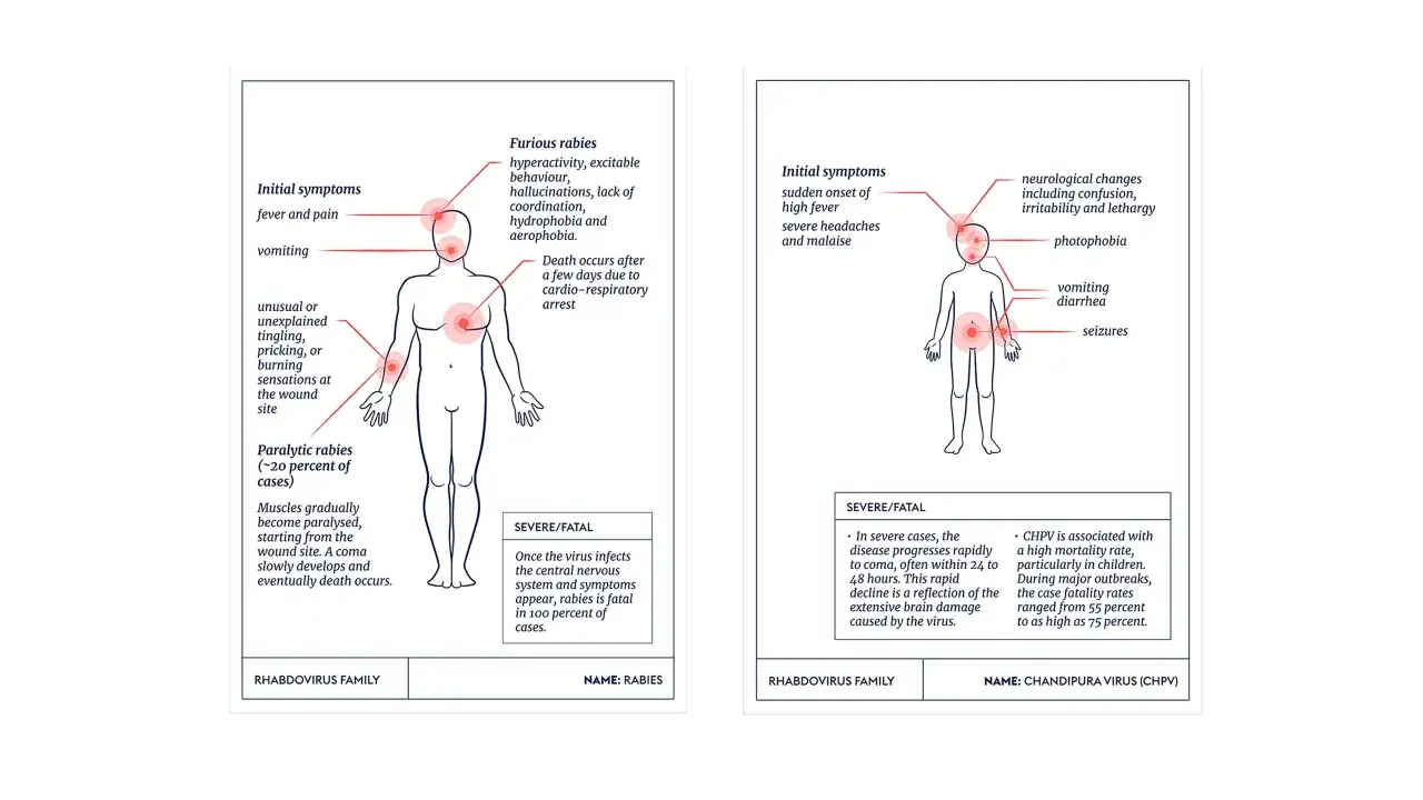 Illustration zeigt Tollwut Symptome: Fieber, Erbrechen, neurologische Störungen, Krampfanfälle. Rabies ist tödlich.