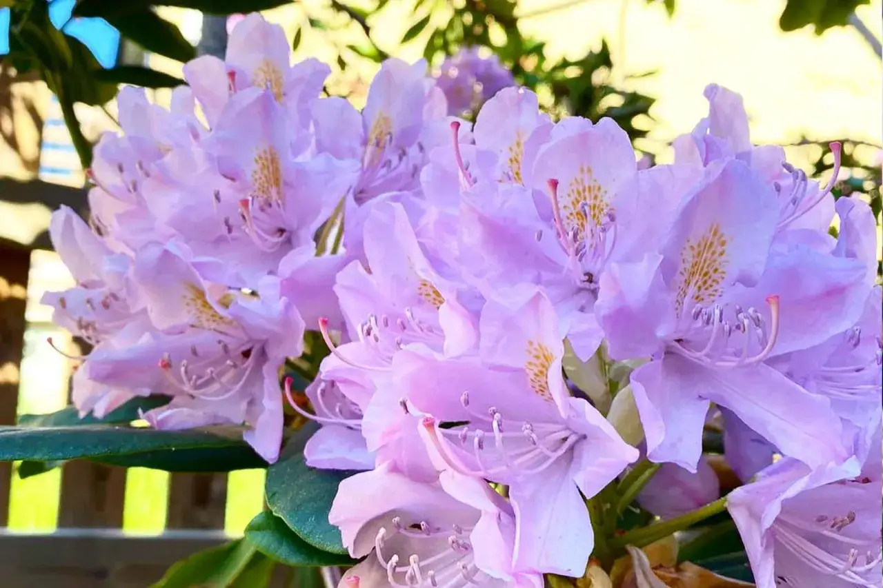 Piękne, fioletowe kwiaty rododendronów, które dzięki odpowiedniemu nawozowi do rododendronów kwitną obficie.