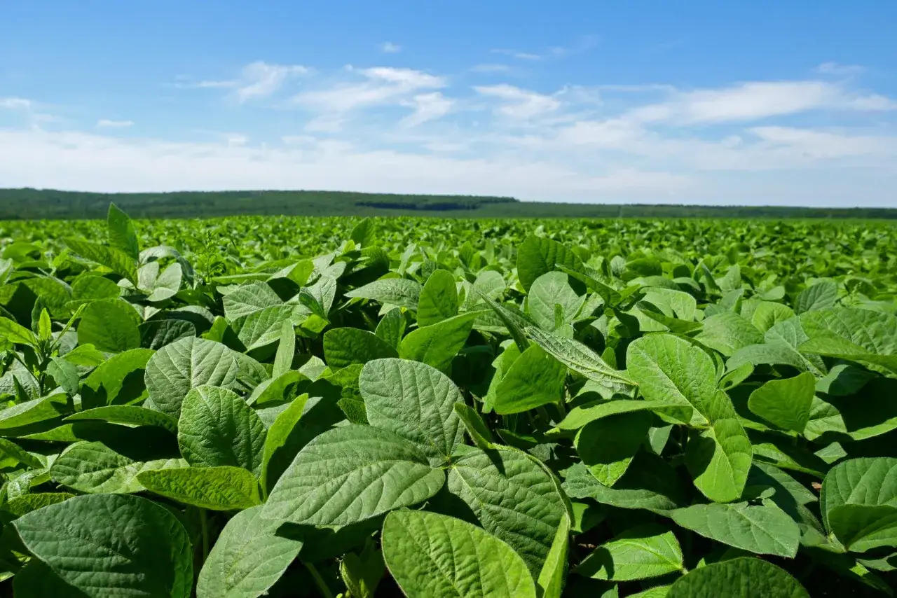 Vasto campo di soia verde sotto un cielo azzurro con nuvole bianche. La vegetazione rigogliosa si estende fino all'orizzonte.