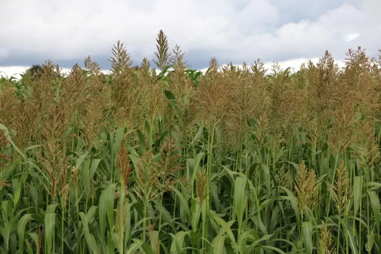 Pole pełne dojrzałego **sorgo na kiszonkę**, z gęstymi, brązowymi wiechami i zielonymi liśćmi pod zachmurzonym niebem.