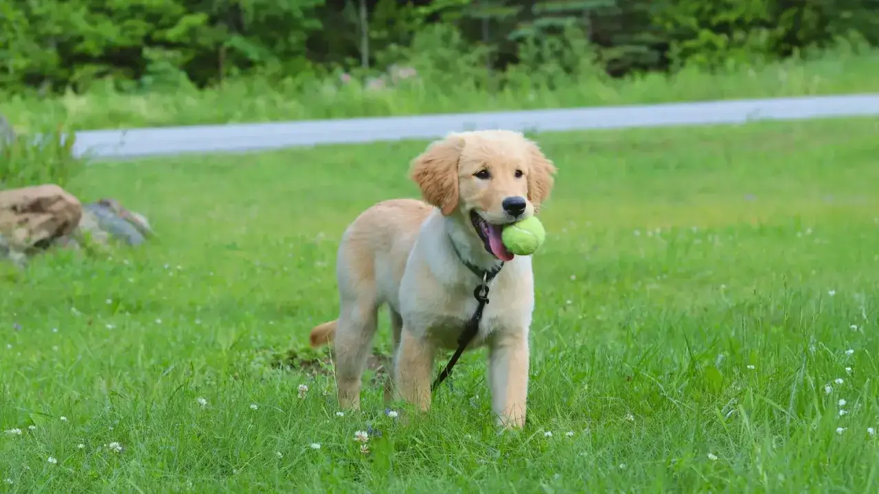 Szczeniak golden retriever z piłeczką w pysku, gotowy do zabawy. To idealny moment, by zacząć naukę, jak wychować szczeniaka.