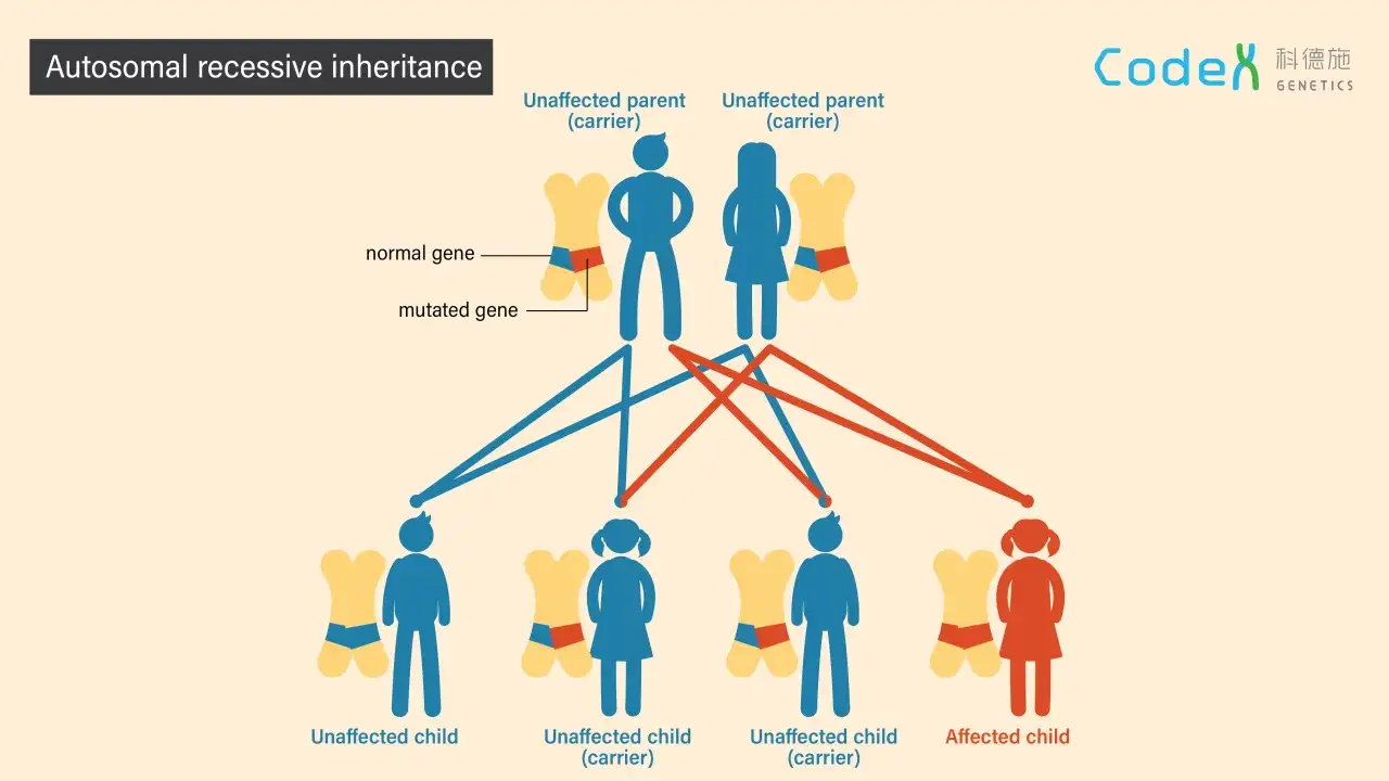 Schema di ereditariet&agrave; autosomica recessiva. Un genitore portatore sano pu&ograve; trasmettere malattie genetiche ereditarie. Elenco dei possibili esiti per i figli.