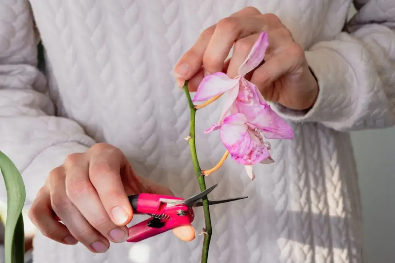 Manos podando una orqu&iacute;dea rosa con tijeras.