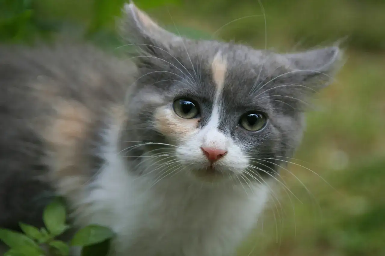 Eine getigerte Katze mit großen Augen schaut neugierig in die Kamera. Sie knurrt leise, vielleicht weil sie etwas entdeckt hat.
