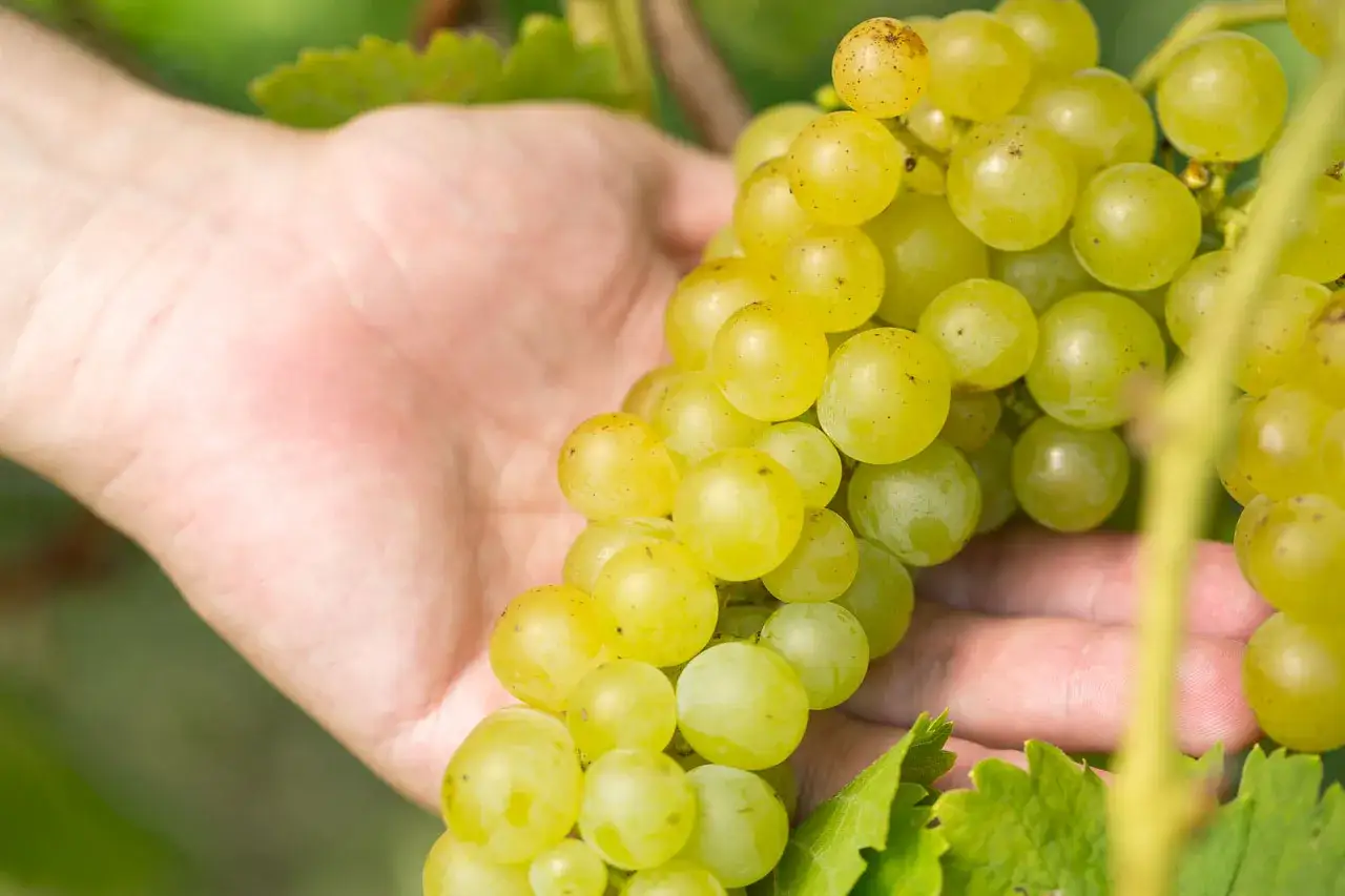 Eine Hand h&auml;lt eine Traube mit hellem, saftigem Obst. Der **Muskateller Geschmack** verspricht s&uuml;&szlig;e Aromen.