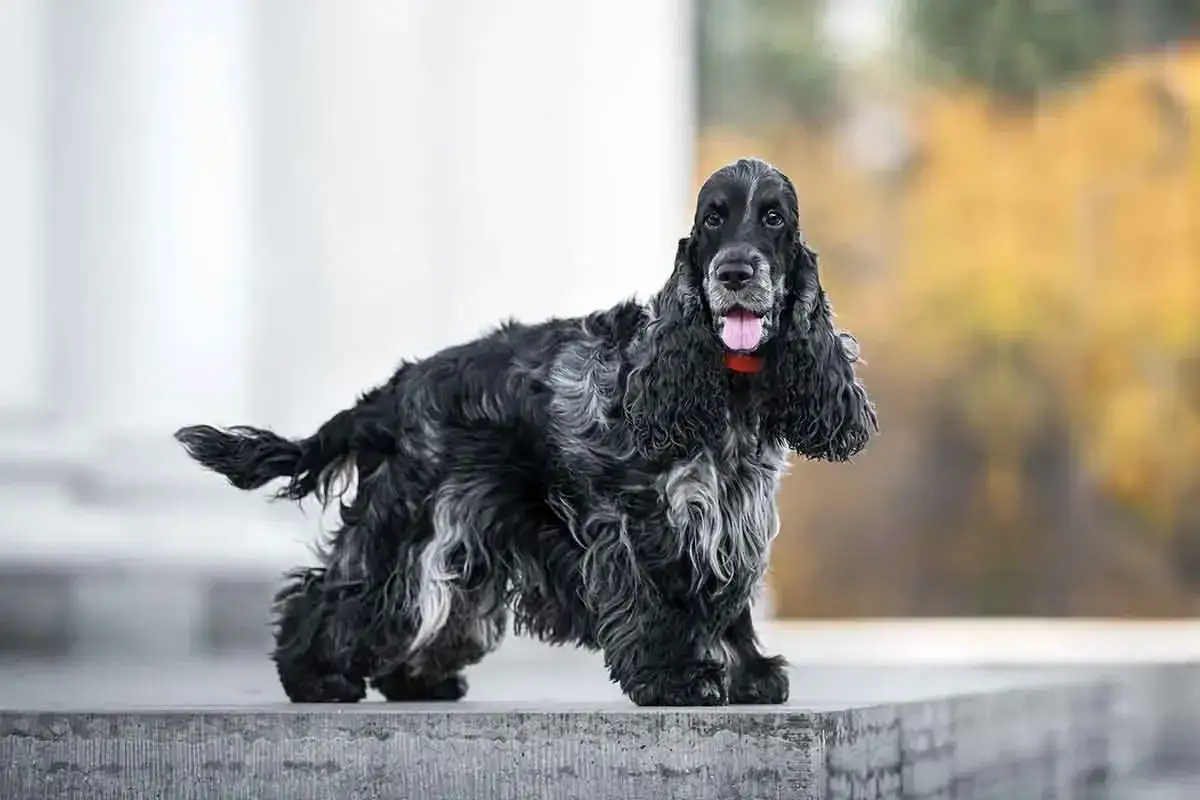 Czarny cocker spaniel z rudym kołnierzem, z językiem na wierzchu. Zastanawiasz się, ile waży cocker spaniel? Ten piesek wygląda na zdrowego i w dobrej kondycji.