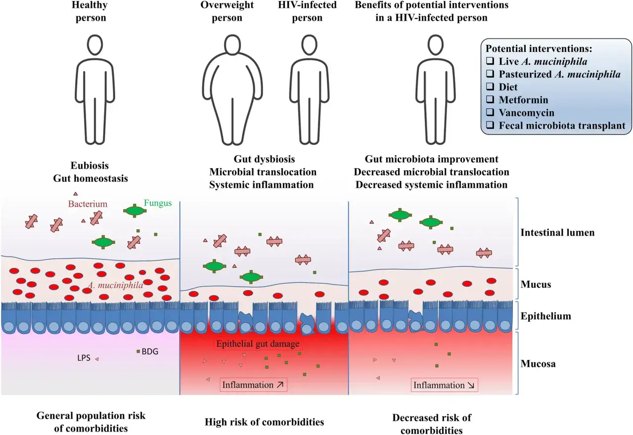 Schema che illustra l'importanza di Akkermansia muciniphila per l'omeostasi intestinale e la riduzione dell'infiammazione.