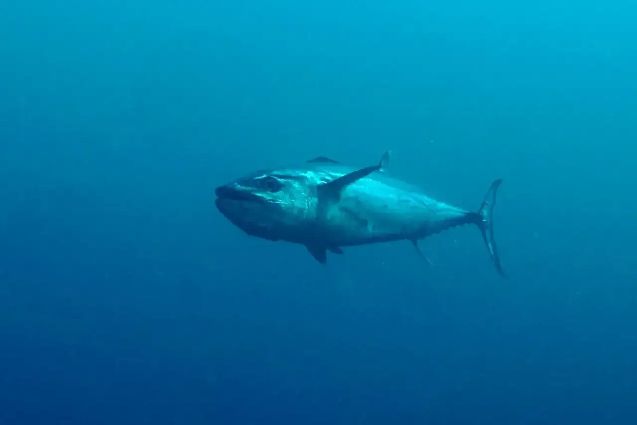 Ein gro&szlig;er Hundszahnfisch schwimmt im tiefblauen Ozean.