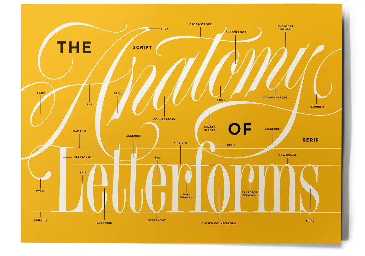 Anatomia liter w druku: szczegółowy opis elementów typograficznych, od pętli po szeryfy.