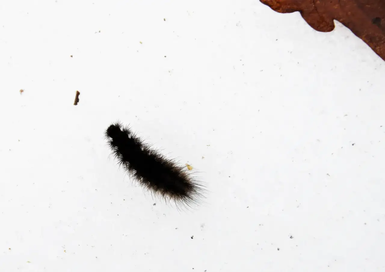 En fluffig, svart larv kryper &ouml;ver en vit yta. En bit av ett brunt l&ouml;v syns i &ouml;vre h&ouml;gra h&ouml;rnet.