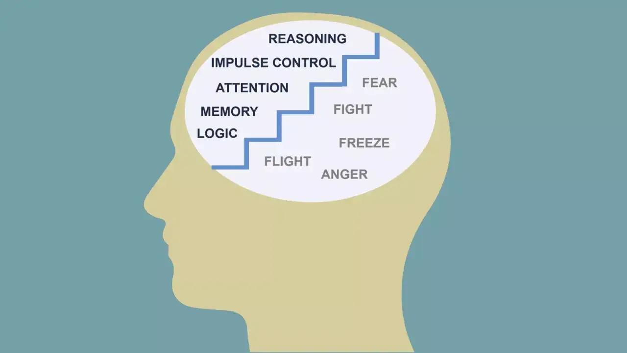 Scalinata mentale: logica, memoria, attenzione, controllo dell'impulso e ragionamento guidano verso la gestione di paura, rabbia e reazioni istintive.