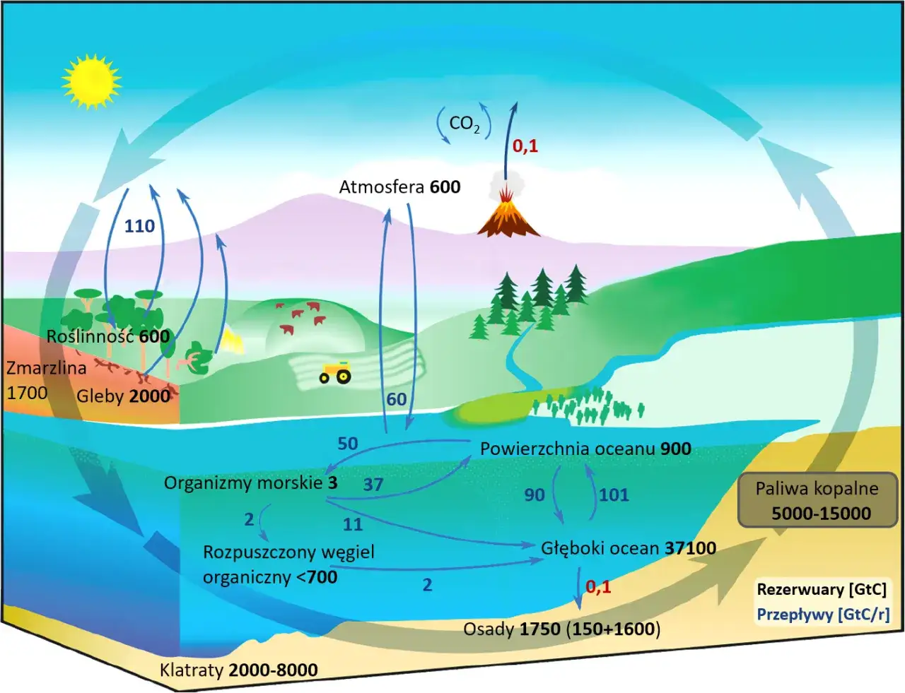 Cykl węglowy: roślinność, gleby, oceany i atmosfera. Pokazuje przepływy CO2, sugerując, czy dwutlenek węgla jest cięższy od powietrza.