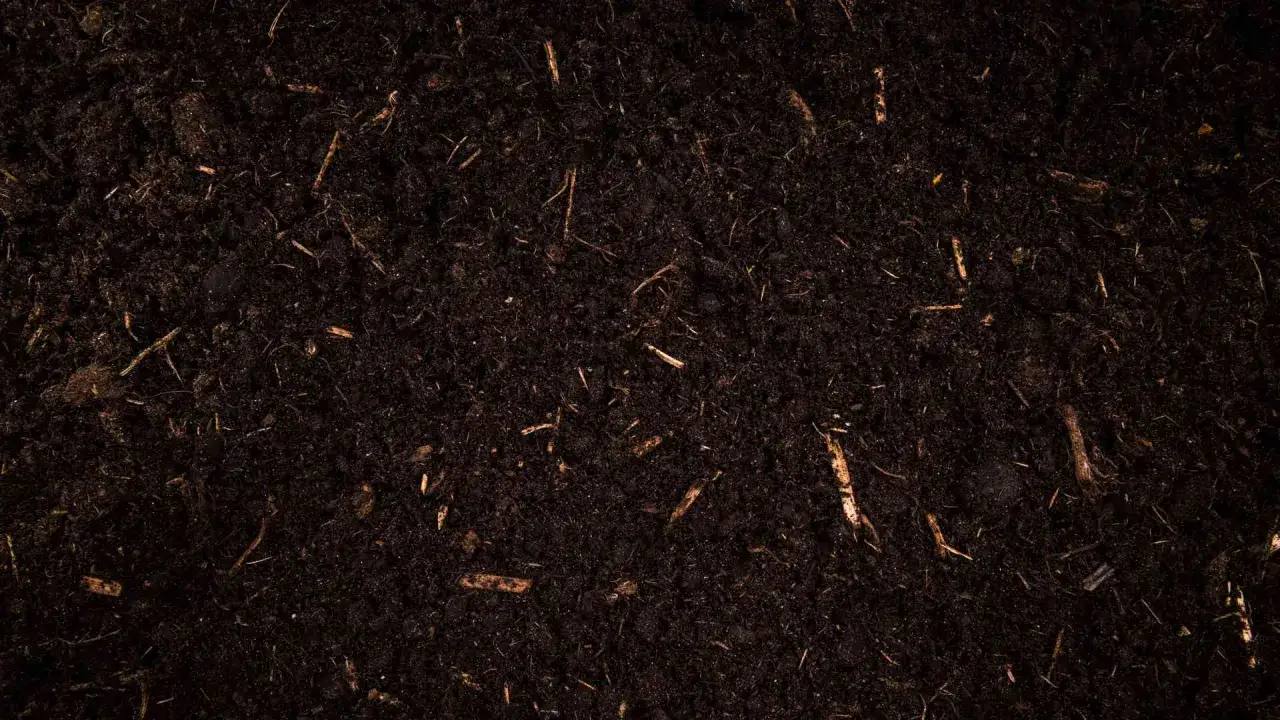 Bogata, ciemna, żyzna gleba z widocznymi fragmentami korzeni i materii organicznej, gotowa do wzrostu roślin.