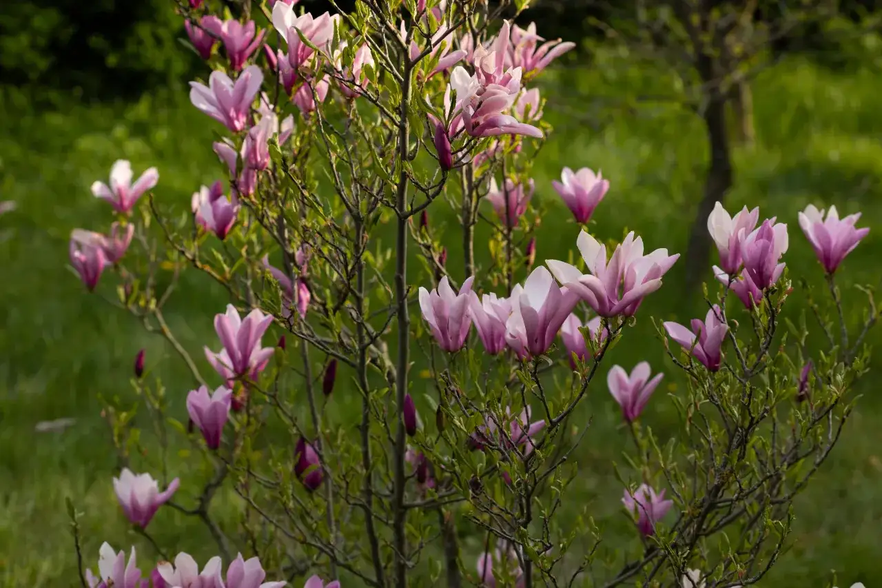 Kwitnąca magnolia, której różowe kwiaty rozkwitają na tle zielonej ziemi.